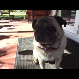 Meet your Posher, Abby